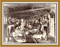 Sheep shearing early 1900s