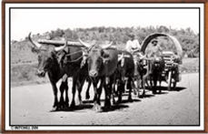 Bullocks with cart 1800s