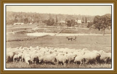 Sheep farming