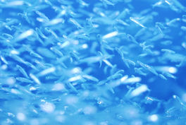 sea6