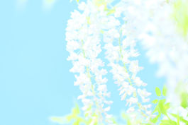 flower2