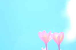 flower6