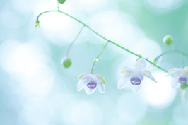 flower10