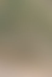 Romantic, Classic Wedding Day in the Vineyards