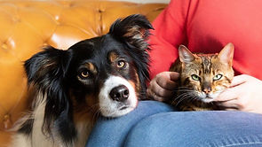 Small Pet.webp