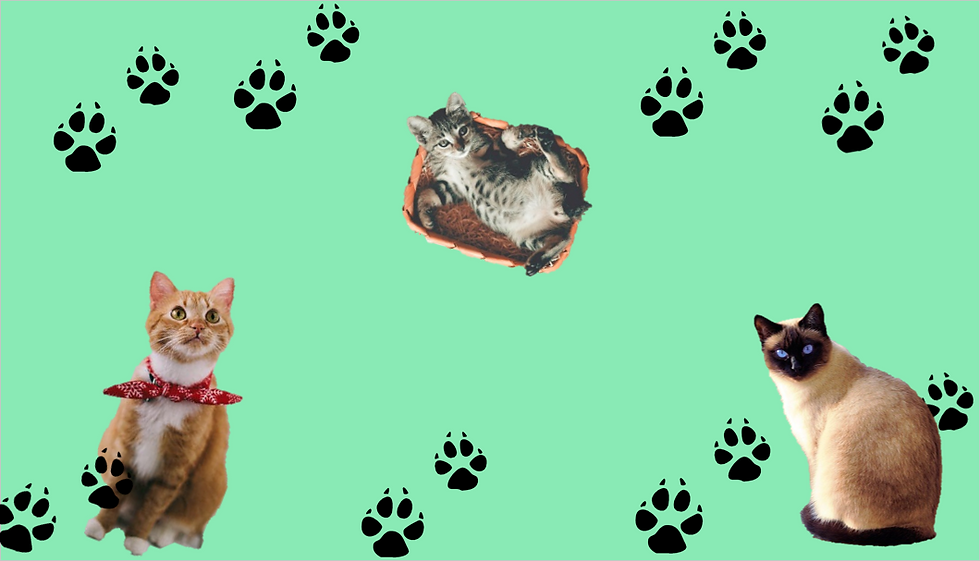 Fondo gatos.PNG