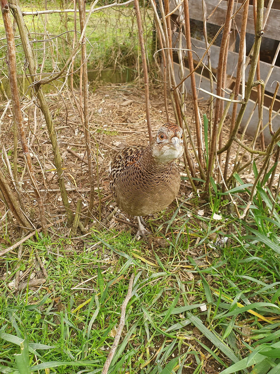 Thumbnail: Fresh Farm Eggs