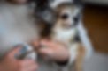 front-view-owner-clipping-dog-s-nails.jpg