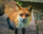 FoxVisit
