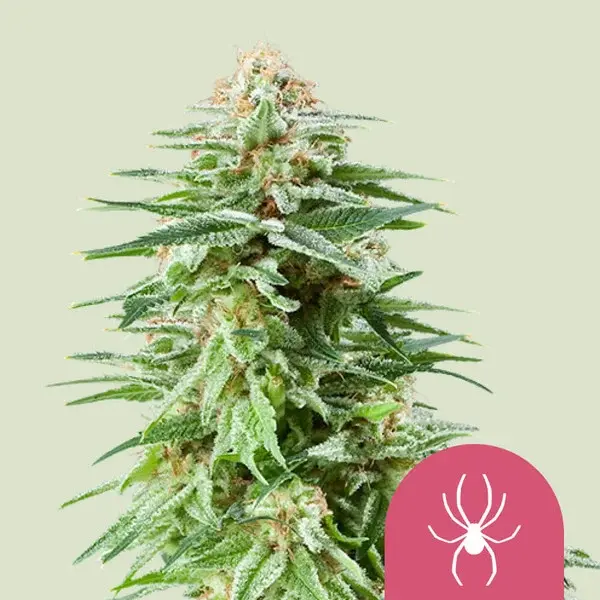 WHITE WIDOW FEM