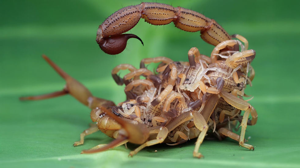 escorpião dando a luz