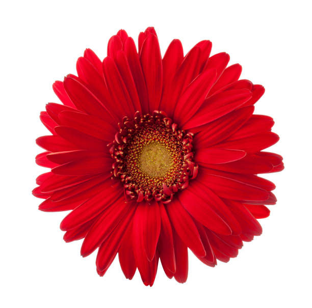 Flor