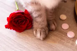 Rose at Her Paws