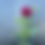 Thumbnail: Ivanetti