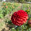 Thumbnail: Brown Sugar