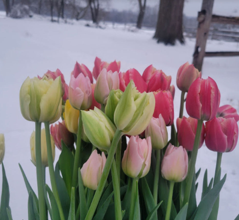 Thumbnail: Winter Tulip Bouquet