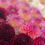 Thumbnail: Dahlia Garden Collection