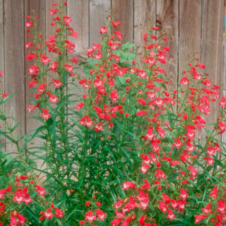 Penstemon mexicali ‘Red Rocks’