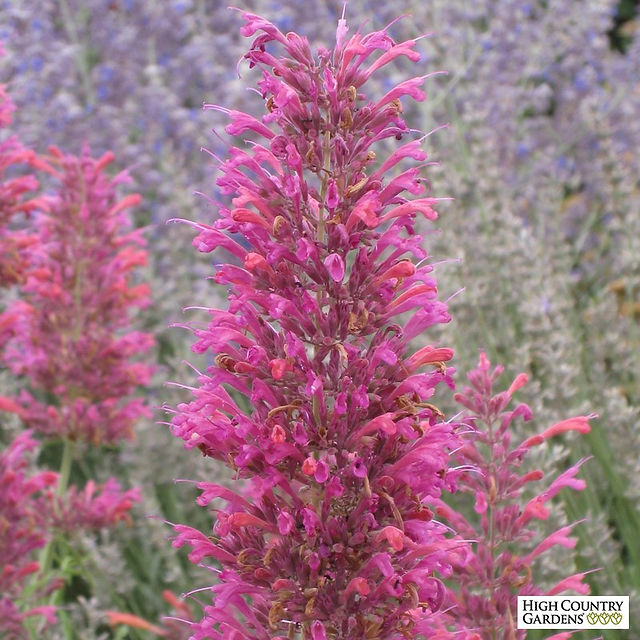 agastache-dwf-desert-sunrise--close-up