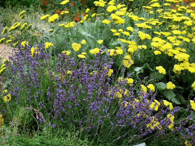 Coreopsis pubescens 'Sunshine Superman' (Star Tickseed)