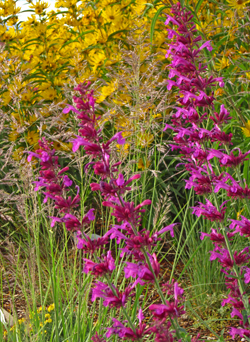Agastache-Ava-Helianthus-Santa-Fe-web1