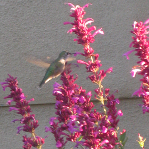 Agastache-Ava-with-hummingbird-web