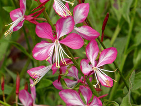 New and Tried & True Plant Combinations #2