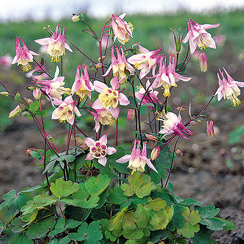 Columbine Beauties for the Shade