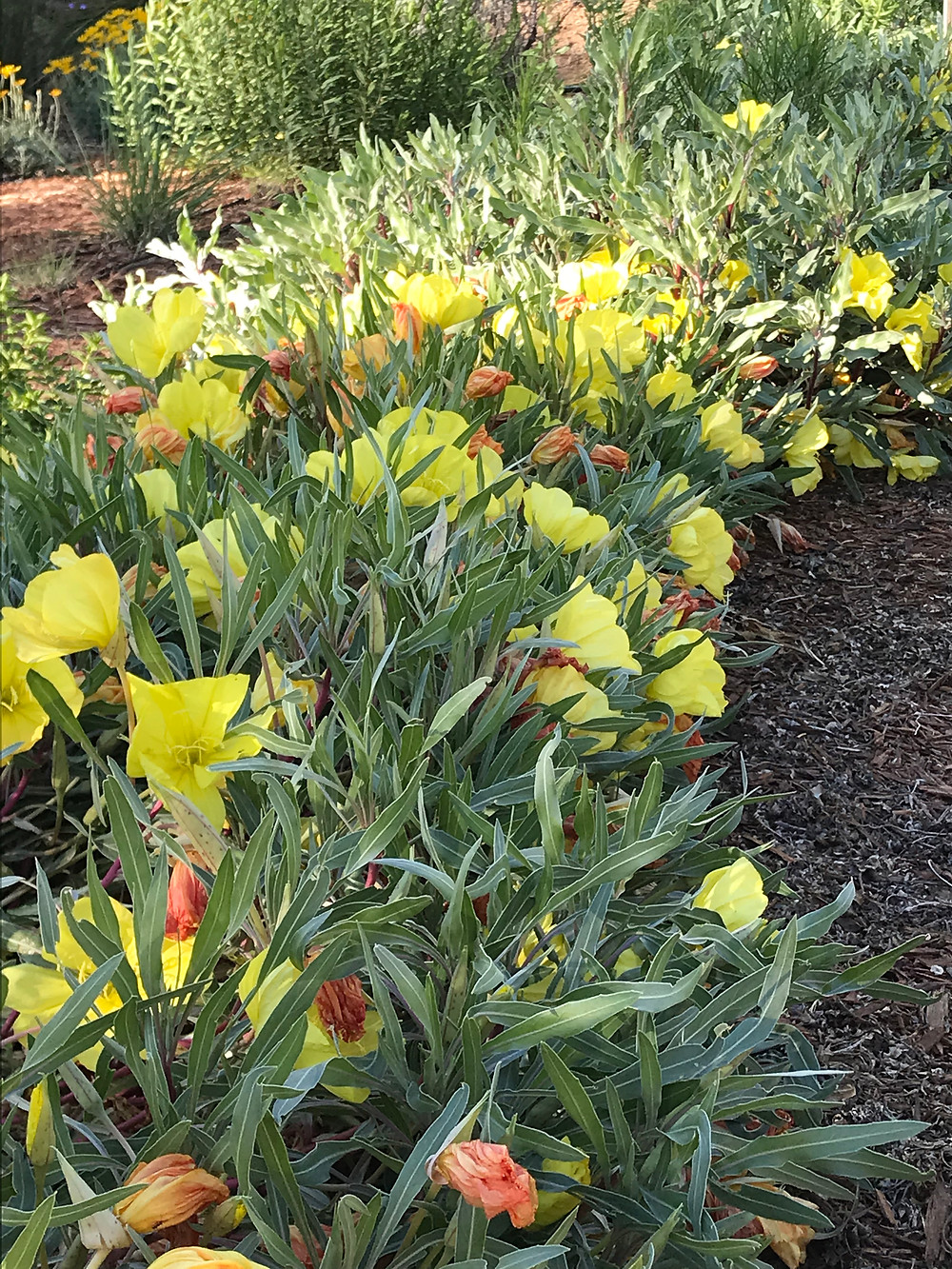 Top Ten Natural Nectar Plants