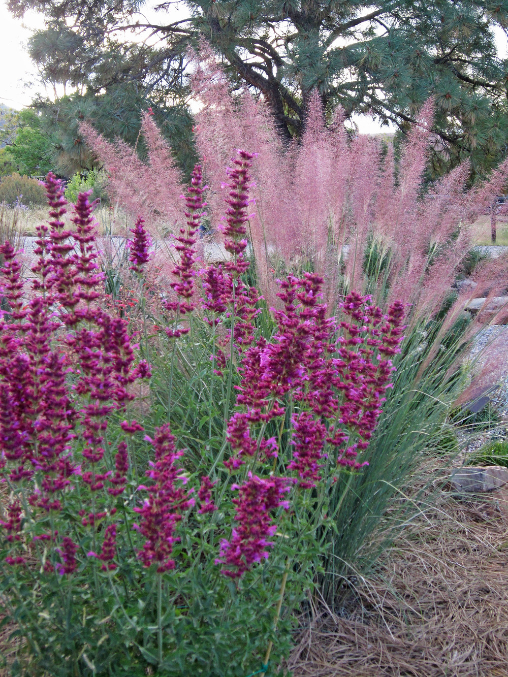 Agastache x pallida 'Globetrotter' (Hybrid Hummingbird Mint)