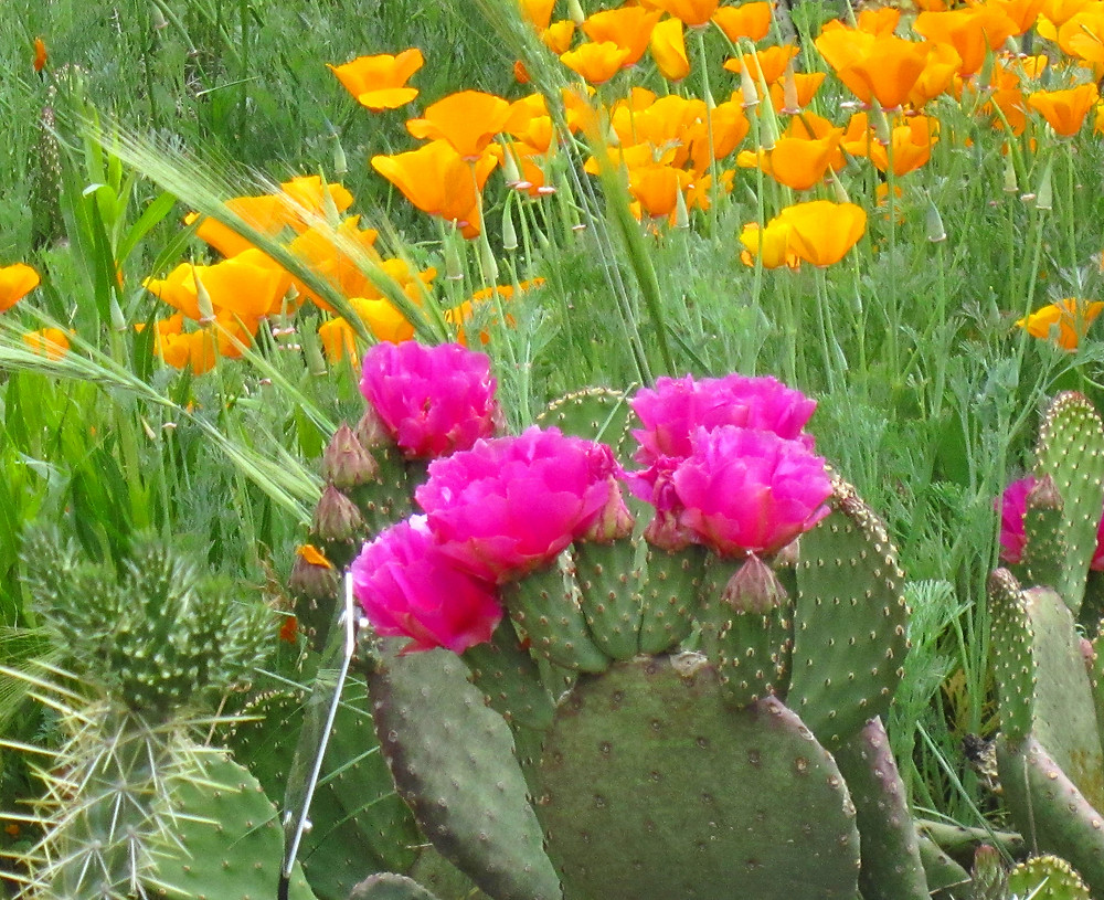 Opuntia basilaris with Escholtzia californica