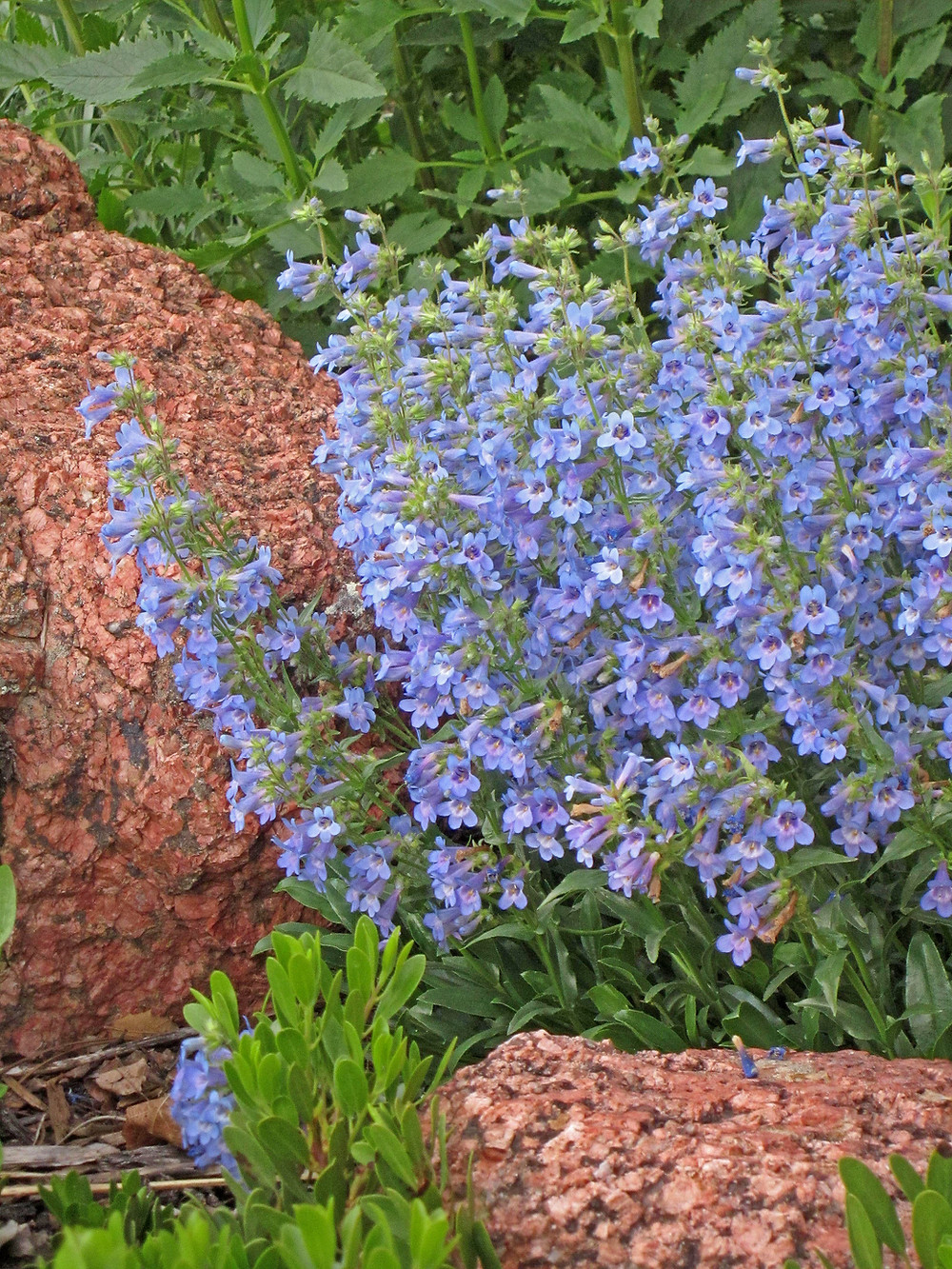 Penstemon virens