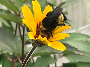 10 Tips for Making Your Garden a Sanctuary for Pollinators