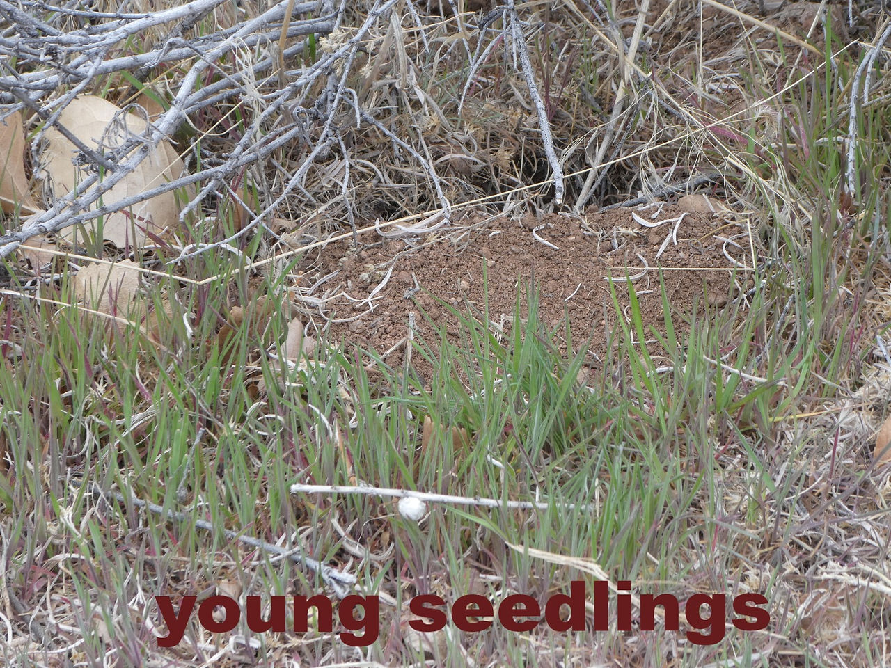 Cheat grass young plants April_edited