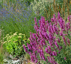 Agastache-Ava-Salvia-reptans-web