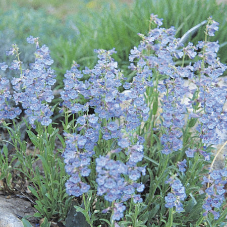 Photo: Penstemon virens