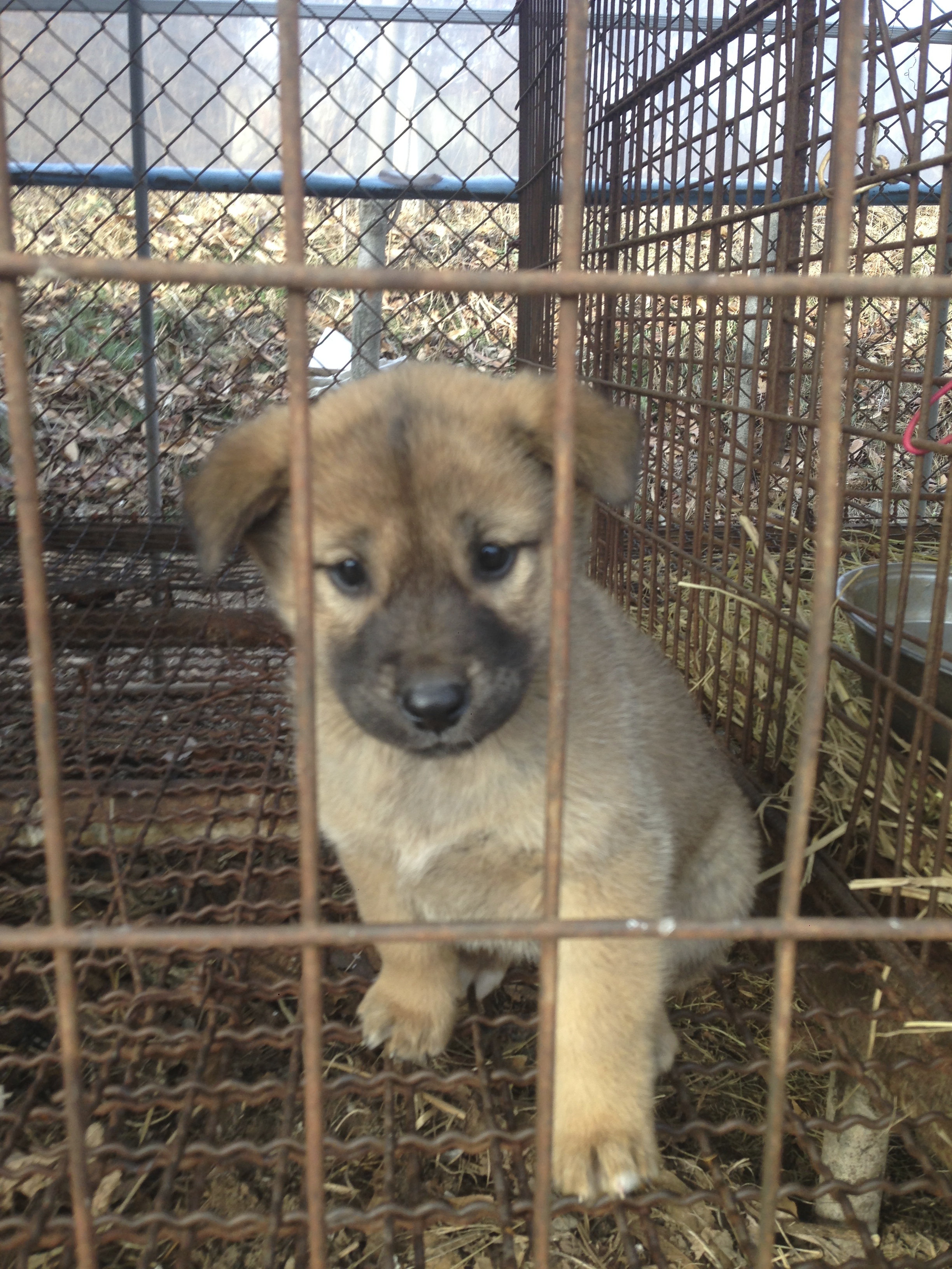 23 Dogs Rescued from South Korea