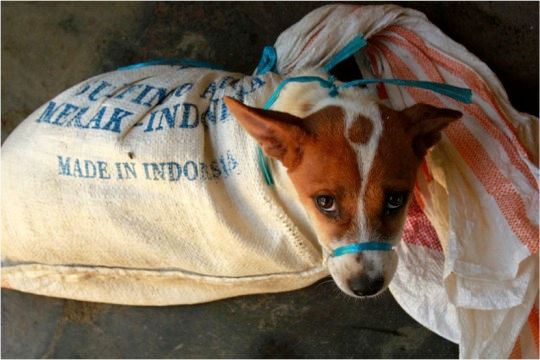 Why Giving up on Indonesia’s Dogs is Not an Option