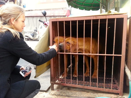 Ending the Dog Meat Industry in South Korea: A Journey of a Million Tears