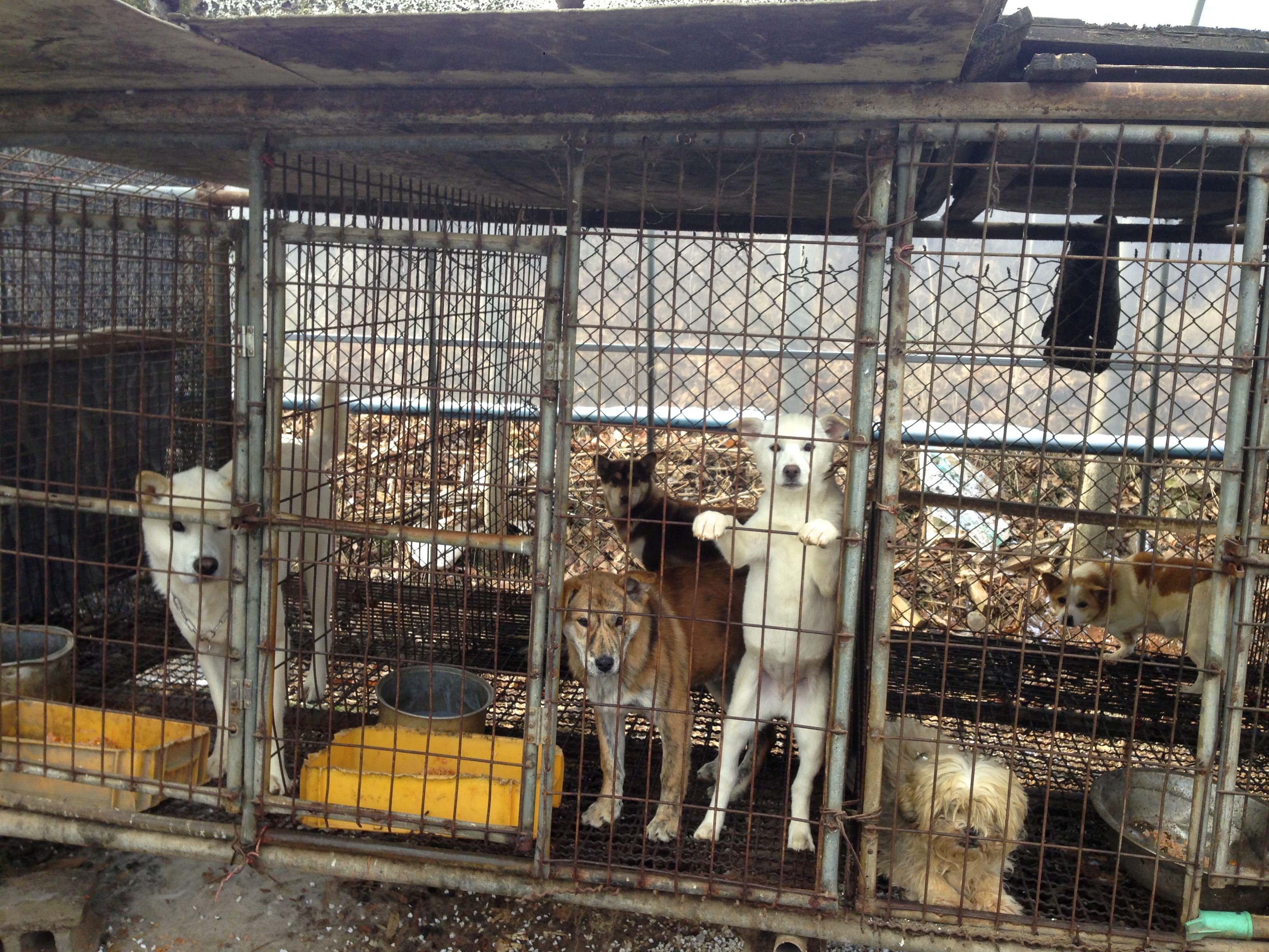 23 Dogs Rescued from South Korea