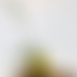 ムシカリ、芍薬、小菊