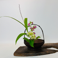 紫蘭の実、紫陽花、蛍袋