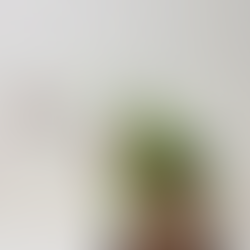 いいぎり、透かし百合、水仙、ドラセナ