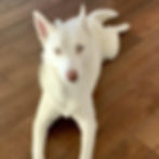 nanuq-02