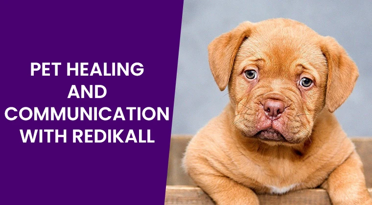 Pet Healing and Communication (Pre-recorded)