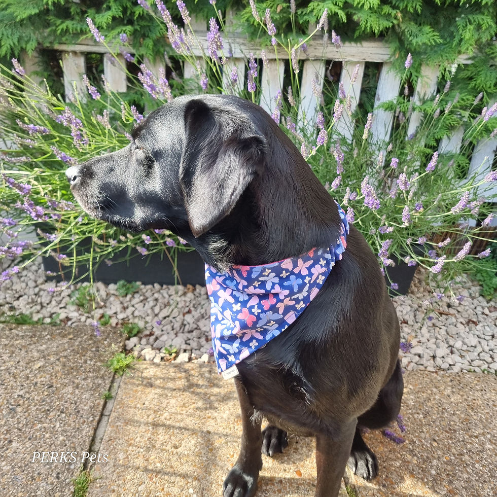 Thumbnail: Flurry of Butterflies Stretchy Bandana