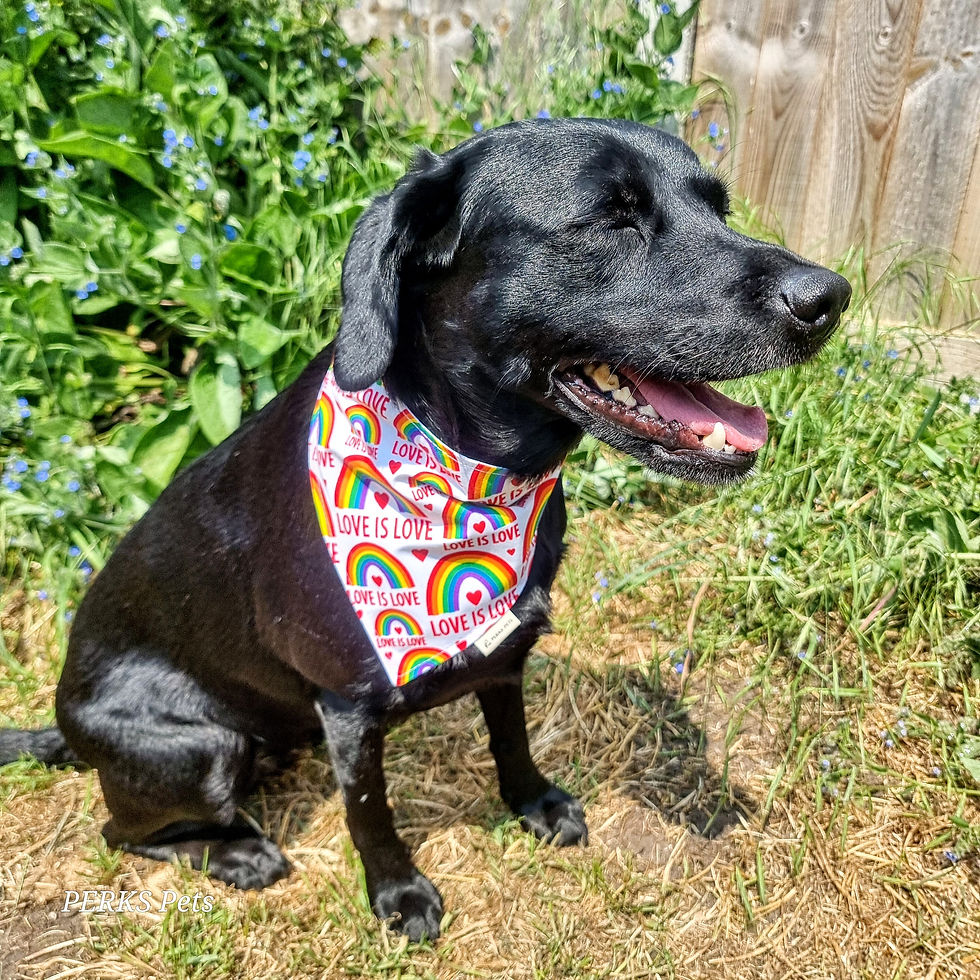 Thumbnail: Love is Love Stretchy Bandana