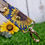 Thumbnail: Sunflowers Wristlet