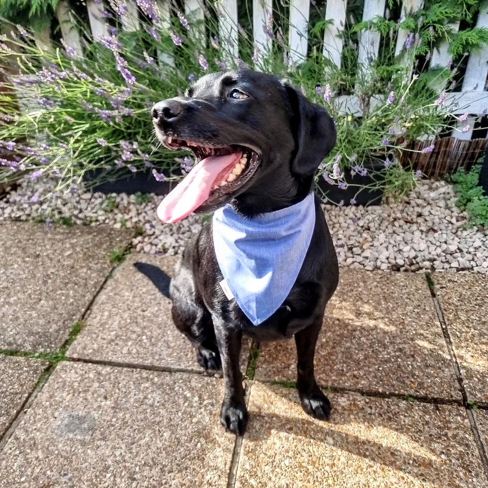 Thumbnail: Flurry of Butterflies Stretchy Bandana