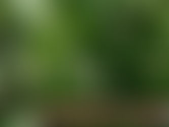 The Comeback: Growing Perennial Herbs, Fruits & Vegetables